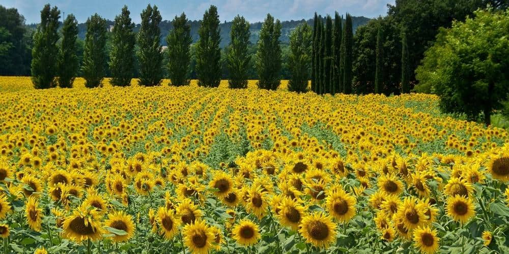 Spring flowers in Italy: sunflowers in Tuscany 